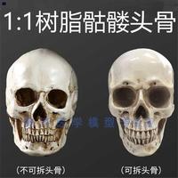 树脂骷髅头绘画人头骨艺用人体，肌肉骨骼解剖头骨模型美术11t