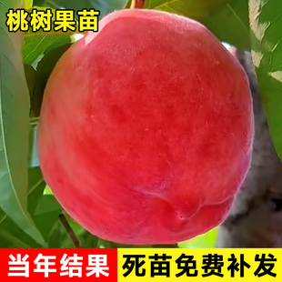 水蜜桃树果苗鹰嘴桃冬桃油桃嫁接苗南方北方种植盆栽果树当年结果