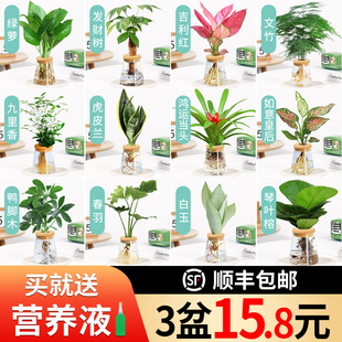 水培植物办公室内桌面花卉绿植，盆栽绿萝吊兰，发财树文竹好养吸甲醛