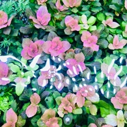 粉红水罗兰水草植物鱼缸造景，装饰阴性水草真草新手，水草水榕莫斯