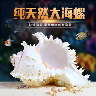 天然海螺贝壳鱼缸水族箱造景，装饰大小号，贝壳海底世界摆件躲避屋