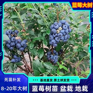 蓝莓树果苗特大庭院阳台，种植蓝莓果树果苗，盆栽地栽南方北方种植