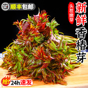 新鲜香椿芽春芽菜4斤现摘红油香椿嫩叶露天头茬当季蔬菜