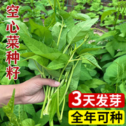 空心菜种籽四季水培蔬菜种，孑子大全室内阳台，盆栽种植柳叶香菜冰菜