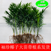 水培植物袖珍椰子大型盆栽，室内客厅桌面花卉，凤尾竹散尾葵四季绿植