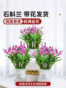 香水石斛带花苞浓香型，室内花卉石斛兰，带花客厅办公室花卉绿植