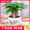 发财树盆栽室内客厅桌面绿植小盆景大发财树苗招财树植物房间