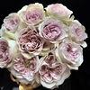 巴黎圣母院月季超荷兰玫瑰，花苗盆栽阳台花卉四季开花