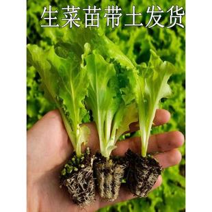 大速直立奶油生菜苗秧苗种子，阳台无土栽培水培室内盆栽蔬菜苗