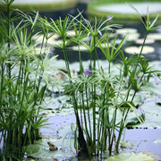 水生水培植物龟水竹盆栽水，棕竹鱼缸水池塘旱伞草风车草苗