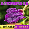 紫薯新鲜地瓜紫心蜜薯种薯现挖沙地番薯山芋农家自种蔬菜5斤