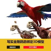 Maya金刚鹦鹉小鸟动物骨骼解剖动物肌肉带绑定3D模型turbosquid