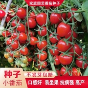 小番茄种子四季高产樱桃番茄种子圣女果种子庭院阳台盆栽水果种籽