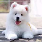 萍乡萨摩耶幼犬纯种萨摩耶犬，活体微笑天使萨摩耶，小狗雪橇犬哈士奇