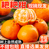 四川正宗春见耙耙柑粑粑柑，10斤丑桔橘水果，新鲜当季整箱橘子杷杷柑