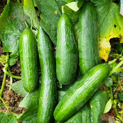 水果黄瓜种子食用白玉满地爬旱黄瓜番茄盆栽家庭阳台蔬菜种籽四季