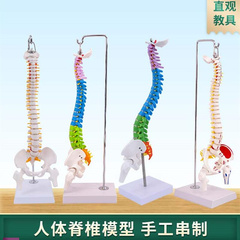 45cm正骨彩色椎体人体脊柱模型人体骨骼O模型脊椎成人带胸椎骨