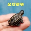 金线草龟活体宠物长寿乌龟，外塘冷水中华草龟观赏小墨龟黑腹深水龟