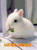 小兔子活物迷你侏儒凤眼海棠小型茶杯，兔长不大儿童宠物垂耳兔活体