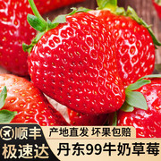 丹东99大草莓九九，红颜新鲜现摘现发甜牛奶油孕妇当季水果