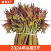 2024年头茬香椿芽3斤野生新鲜红油香椿现摘时令蔬菜1斤香椿叶