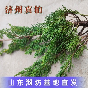 济州真柏素材四季长青花卉庭院耐寒柏树盆栽植物绿植基地