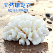 mu保真天然白珊瑚(白珊瑚，)菜花鹿角海螺贝壳，鱼缸造景石装饰家居摆件礼