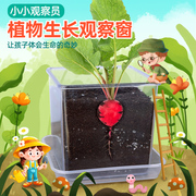 儿童种植小盆栽幼儿园观察植物种子凤仙花种籽子小学生向日葵种孑