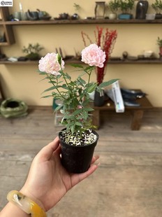 少女樱姬月季盆栽迷你创意，花卉蔷薇窗台阳台庭院，微型绿植攀援花