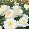 伊芙婚礼之路纯白色玫瑰多季开大花浓香月季花苗，盆栽阳台观花植物
