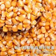 干玉米粒云南本地包谷玉米粒大颗粒传统爆米花机专用玉米粒