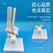 脚关节模型脚部骨骼模型足关节足骨脚骨模型脚部解剖结1 1y