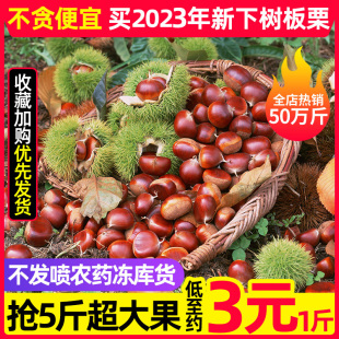 20年老树果辽宁丹东新鲜生现摘大板栗，5斤栗子锥油栗仁蔬罗田