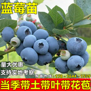 蓝莓树苗盆栽地栽阳台果树苗特大四季蓝莓苗南方北方种植当年结果