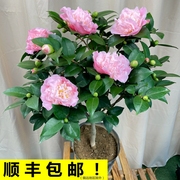 香妃山茶花盆栽树苗浓香型植物带花苞四季绿植花卉室内五色赤丹