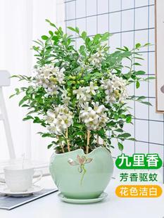 九里香盆栽带花苞浓香型花卉，四季开花客厅，庭院植物九里香盆景老桩