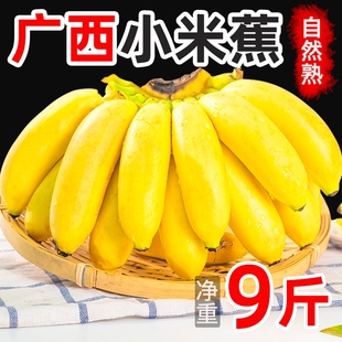 广西小米蕉当季新鲜水果9斤整箱自然熟banana苹果5粉香蕉自提