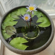 迷你睡莲黑美人睡莲鱼缸栽培小微型睡莲带花 带花苞水生花卉