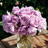 幻紫天狼 暑系列自育月季玫瑰多季耐热蓝紫色直立型丰花月季