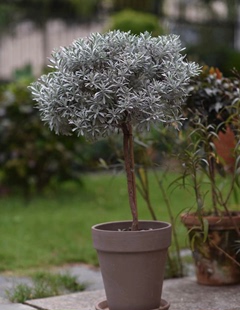 银叶芙蓉菊棒棒糖宙斯花园银，色系多年生亚灌木庭院阳台植物