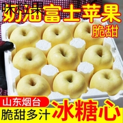 山东烟台奶油富士苹果新鲜夏季水果10斤牛奶黄金白色苹果整箱