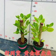 花叶黄金榕富贵榕美国榕桌面小盆栽室内办公客厅花卉观叶阳台绿植