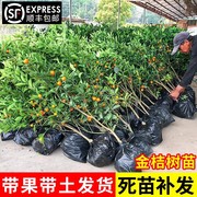 脆皮金桔带果盆栽树苗四季果树可食用橘子苗脆皮金橘室内常绿