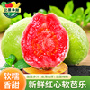红心芭乐番石榴5斤新鲜水果，当季软糯胭脂红，肉巴乐果树熟整箱