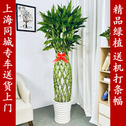 翡翠鸟富贵竹笼盆栽，大型绿色植物室内花卉好养耐阴绿植大件办公室