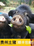 贵州农家粮食喂养散养土，猪肉带皮黑毛猪新鲜三层肉带骨五花肉排骨
