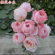 樱花公主月季花苗玫瑰，四季开花包子，多头阳台庭院花园盆栽植物花卉