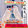 白珍珠鸟活体白文鸟灰文鸟灰珍珠送粮观赏宠物鸟活物手养珍珠一对