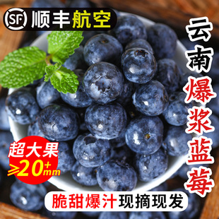 空运云南蓝莓鲜果当季现摘现发孕妇水果宝宝辅食蓝梅新鲜