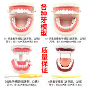 牙科标准牙模型牙齿模型牙模教学假牙幼儿园刷牙练习口腔儿童模型